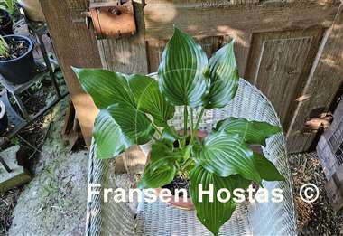 Hosta Mean Green Thing